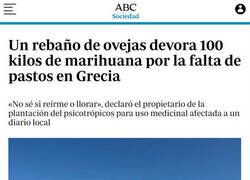 Enlace a Ovejas marihuaneras