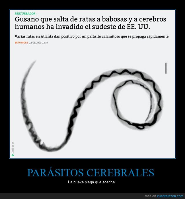 gusano,parásito,cerebros