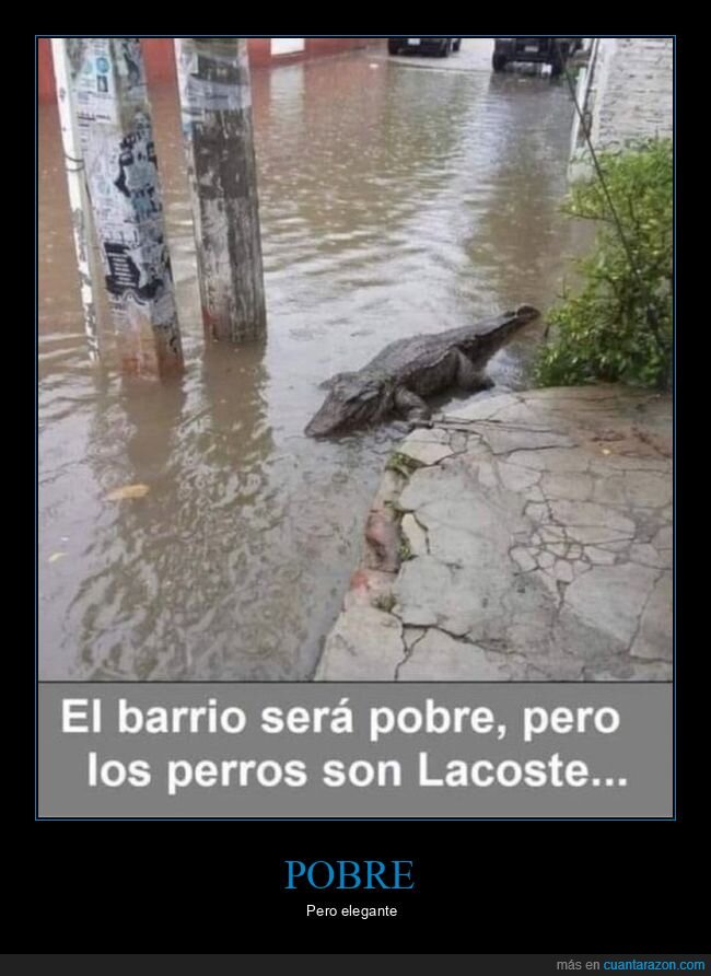 barrio,cocodrilo,lacoste,perros,pobre