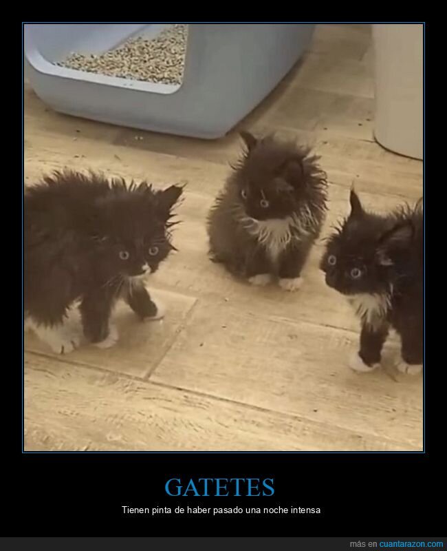 gatos,wtf