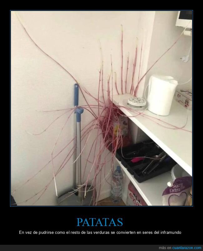 patatas,wtf