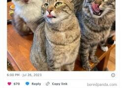 Enlace a Gatos tontorrones compartiendo una sola neurona