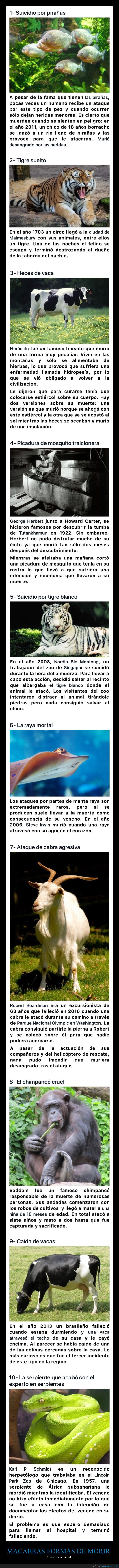 animales,muertes