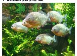 Enlace a Macabras formas de morir a manos de un animal