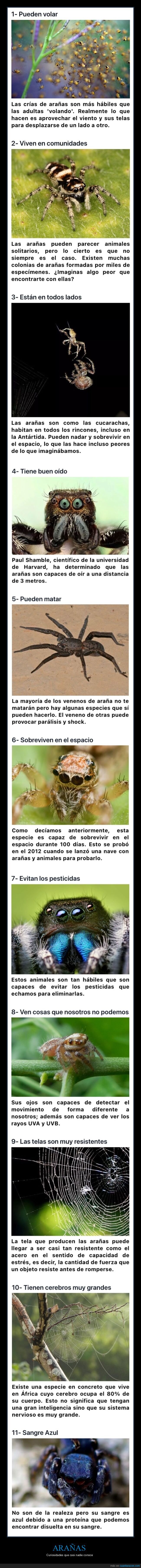 ara&ntilde;as,curiosidades