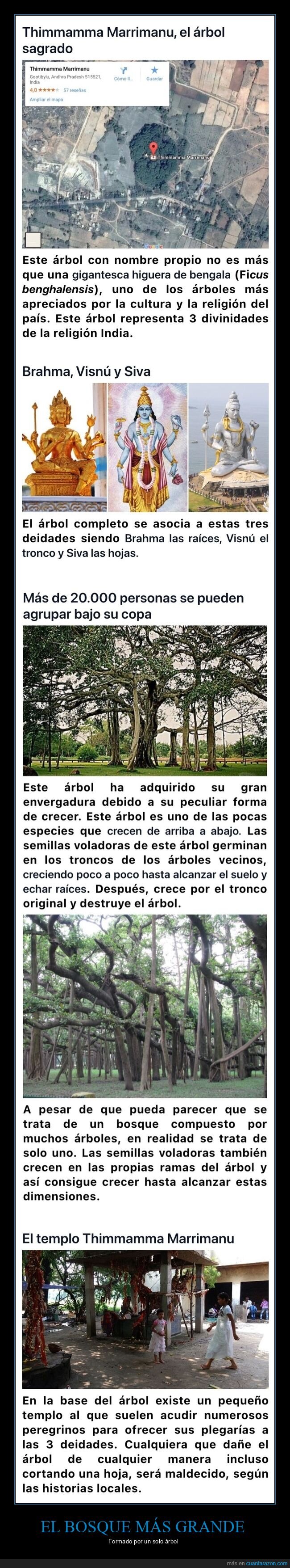 bosque,árbol