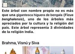 Enlace a El bosque más grande del mundo formado por un solo árbol