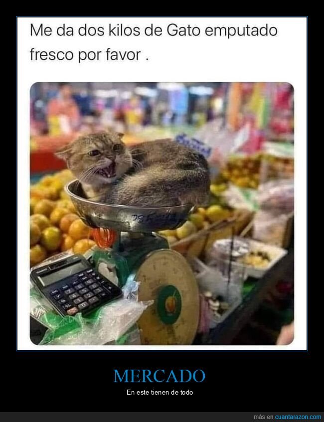 gato,mercado