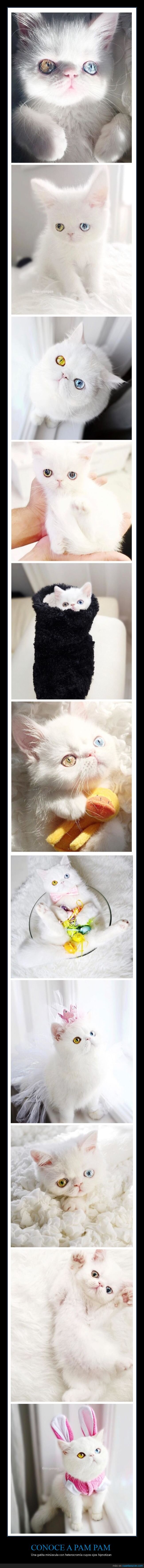 pam pam,gata,heterocromía,ojos