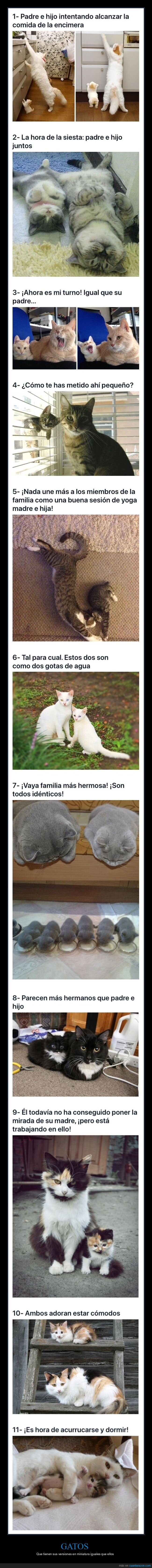 gatos,hijos,parecidos