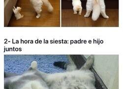 Enlace a Gatos que tienen sus versiones en miniatura iguales que ellos