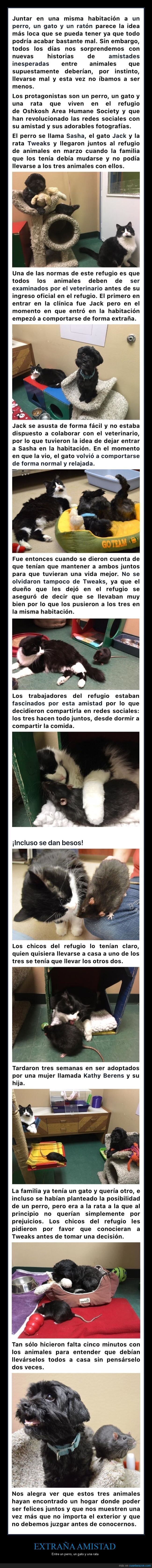 amistad,extraña,perro,gato,rata