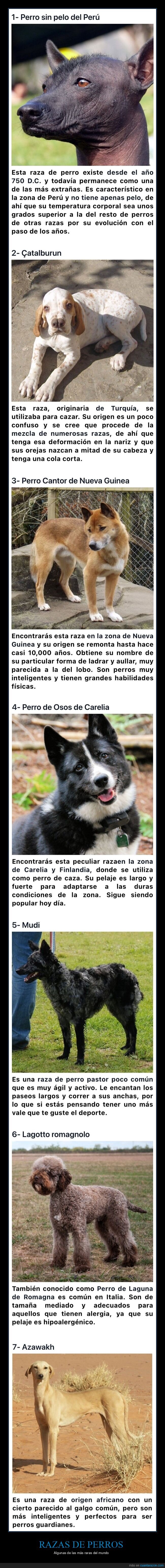 razas,perros,raras