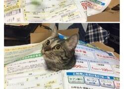 Enlace a Gatos dramáticos que se merecen un Oscar