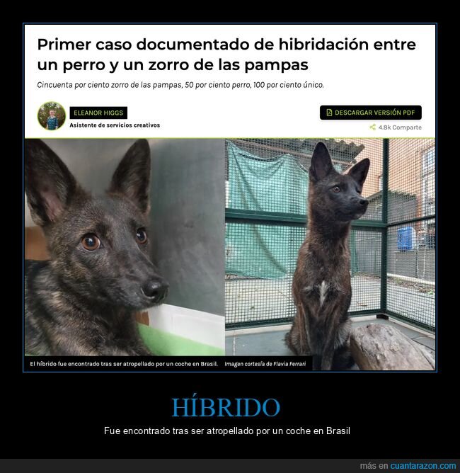 híbrido,perro,zorro de las pampas