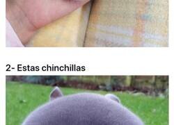 Enlace a Animales que son perfectamente redondos