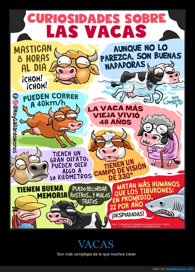 vacas,curiosidades