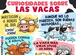 Enlace a Todo lo que siempre quisiste saber acerca de las vacas