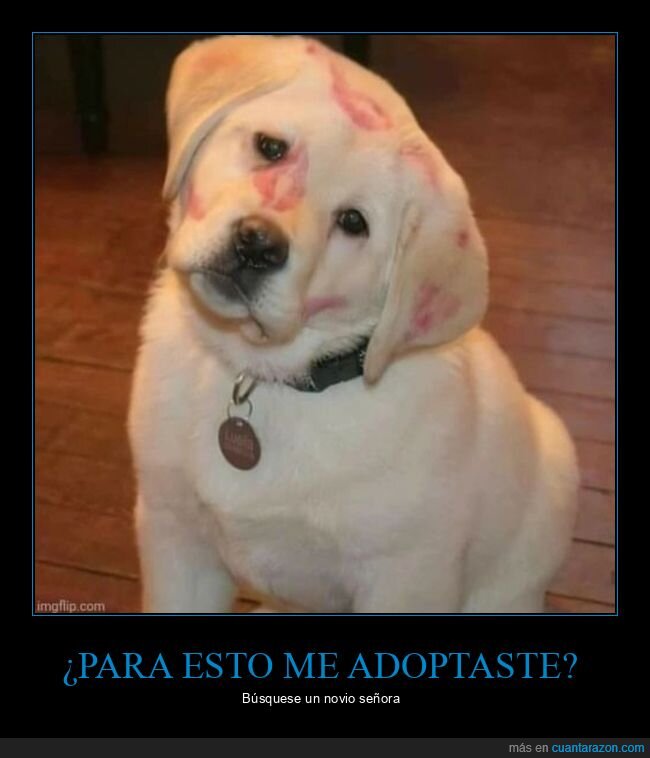 perros,besos
