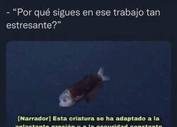 Enlace a Adaptado al ambiente