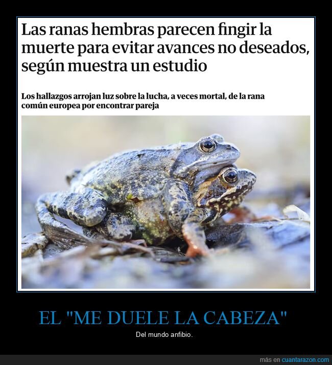 ranas,fingir,muerte