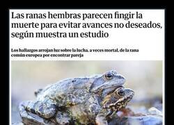 Enlace a Cuando las ranas no tienen ganas
