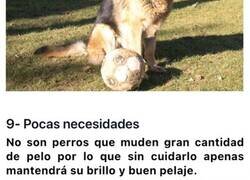 Enlace a Razones por las que los Pastores Alemanes son las mejores mascotas