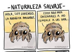 Enlace a La araña amigable