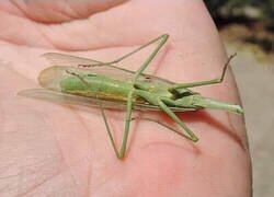 Enlace a Parece que alguien ha triunfado...