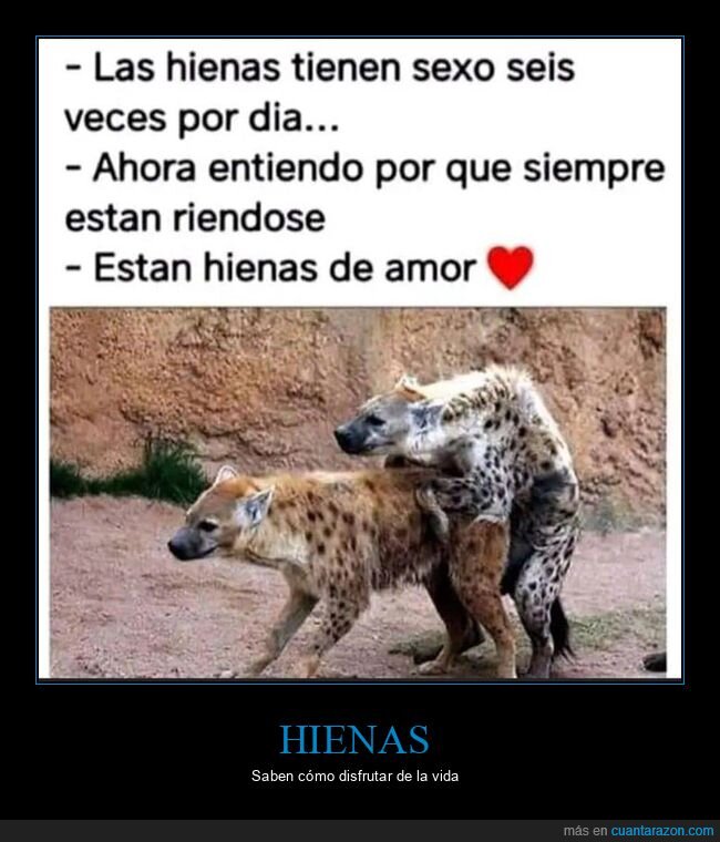 amor,hienas,montando