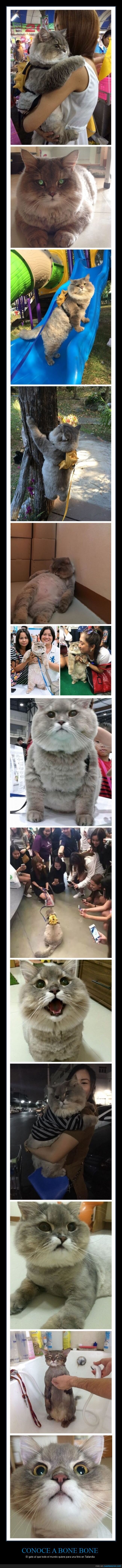 bone bone,gato,tailandia