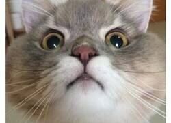 Enlace a Conoce a Bone Bone, el gato al que todo el mundo quiere para una foto en Tailandia