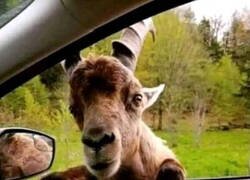 Enlace a Qué pesados los testigos de Satán...