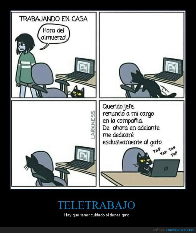 teletrabajo,gato,renuncia