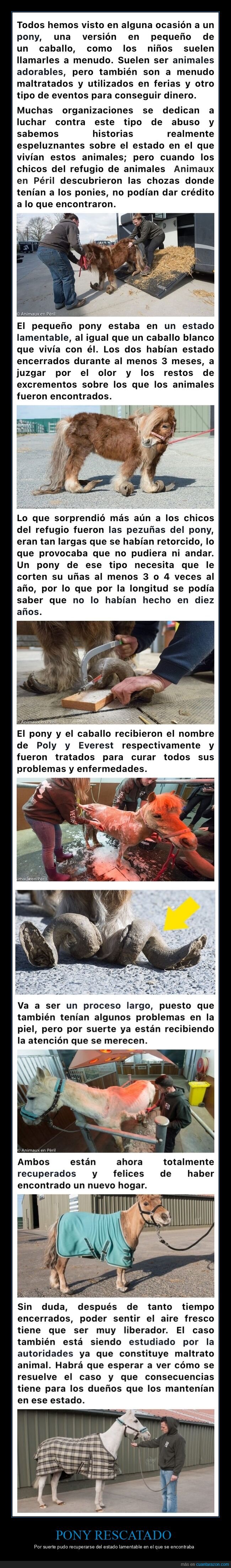 pony,caballo,rescatados
