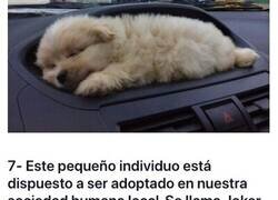 Enlace a Cachorros que son demasiado adorables para ser reales