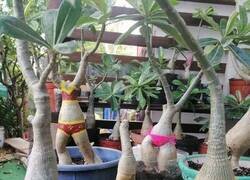 Enlace a Sensualidad vegetal