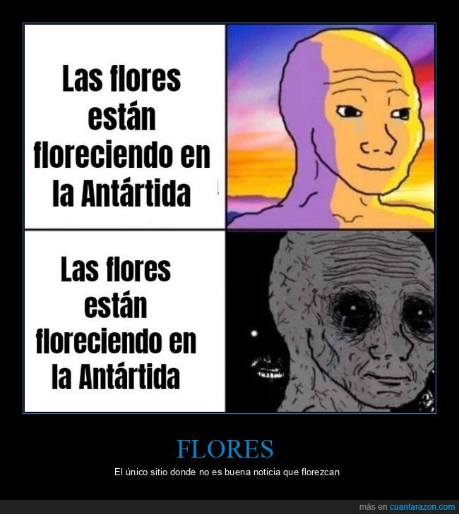 flores,antártida,florecer