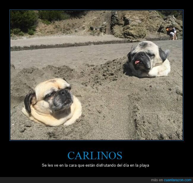 carlinos,perros,playa