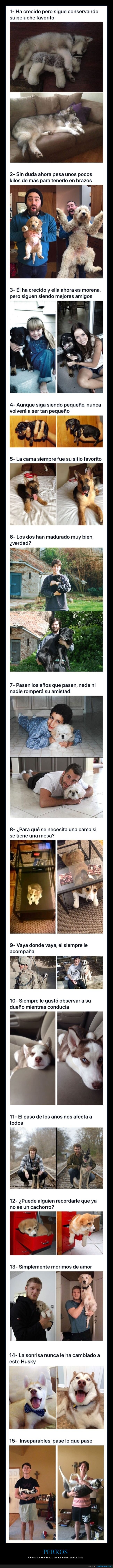 perros,crecer,antes,después
