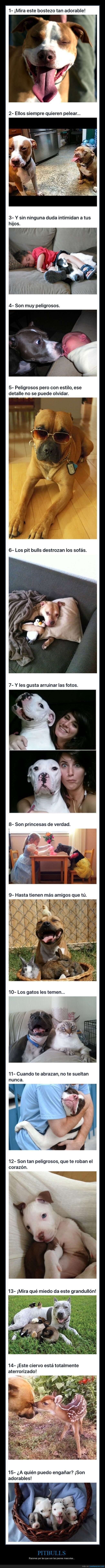pitbulls,perros,mascotas