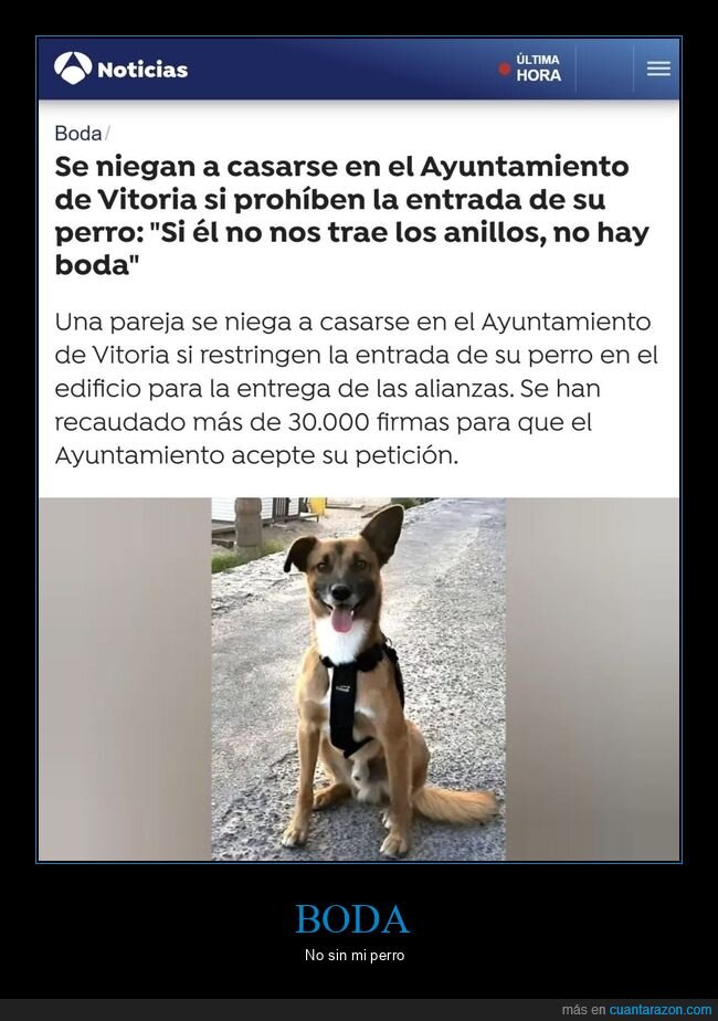casarse,boda,perro,ayuntamiento