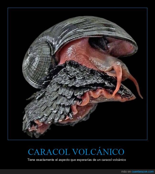 caracol volcánico