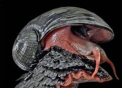 Enlace a Así es un caracol volcánico