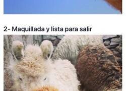 Enlace a Fotografías de alpacas y llamas que te alegrarán el día