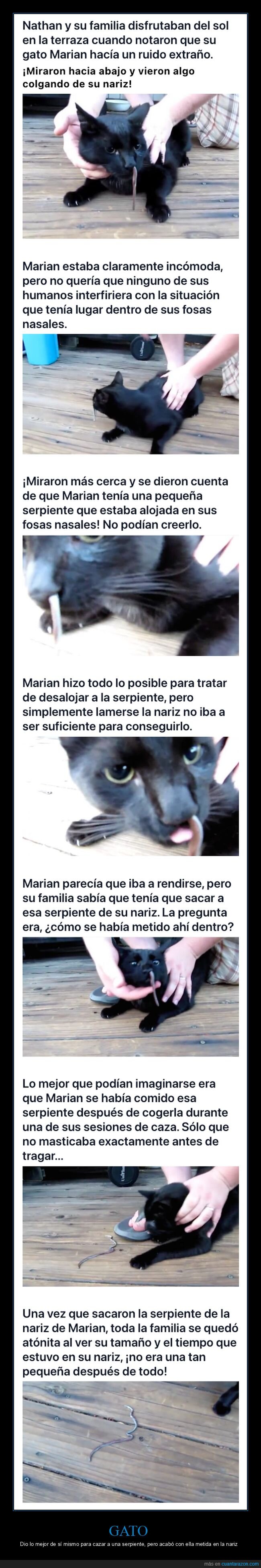 gato,serpiente,nariz
