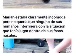 Enlace a Este gato dio lo mejor de sí mismo para cazar a la serpiente, pero acabó con ella metida en la nariz