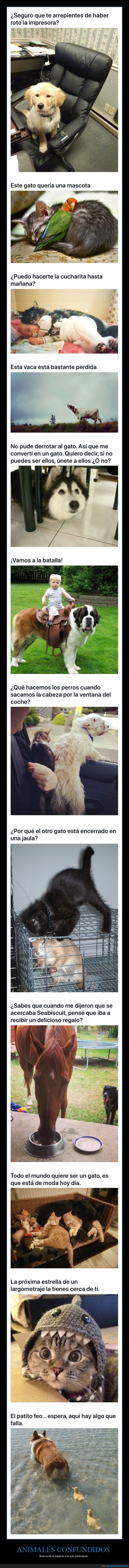 animales,confundidos,especie