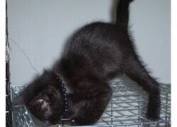 Enlace a Animales que están completamente confundidos acerca de la especie a la que pertenecen