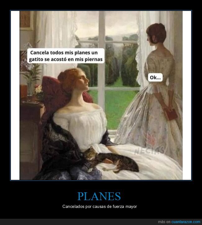 cancelar,planes,gato